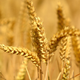 Illustration for article titled The Bread Lab's Mission to Breed The Best New Wheats